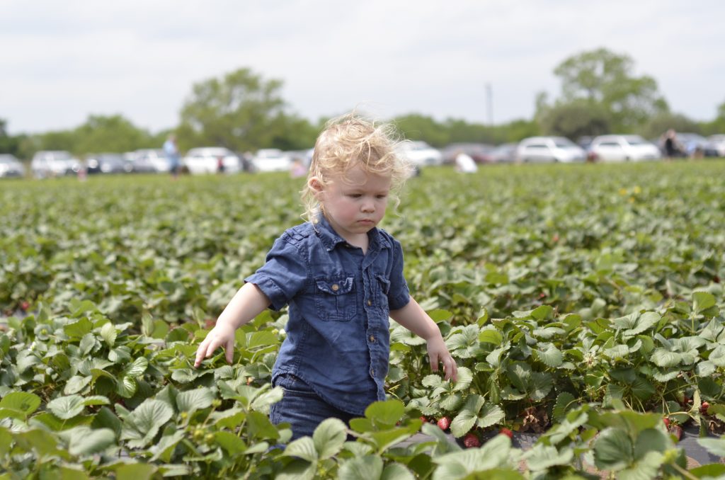 Sweet Berry Farm | Austin, Texas | Strawberry Picking | Hi Lovely