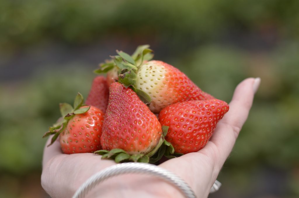 Sweet Berry Farm | Austin, Texas | Strawberry Picking | Hi Lovely