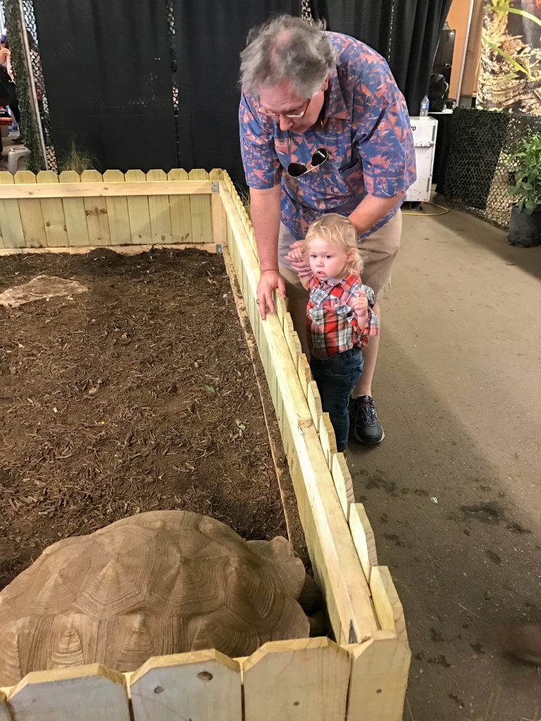 Family Friendly Guide to the San Antonio Rodeo | Hi Lovely