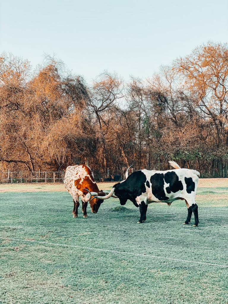 What to do in Bastrop | Hyatt Lost Pines | Hi Lovely | Guide to Bastrop