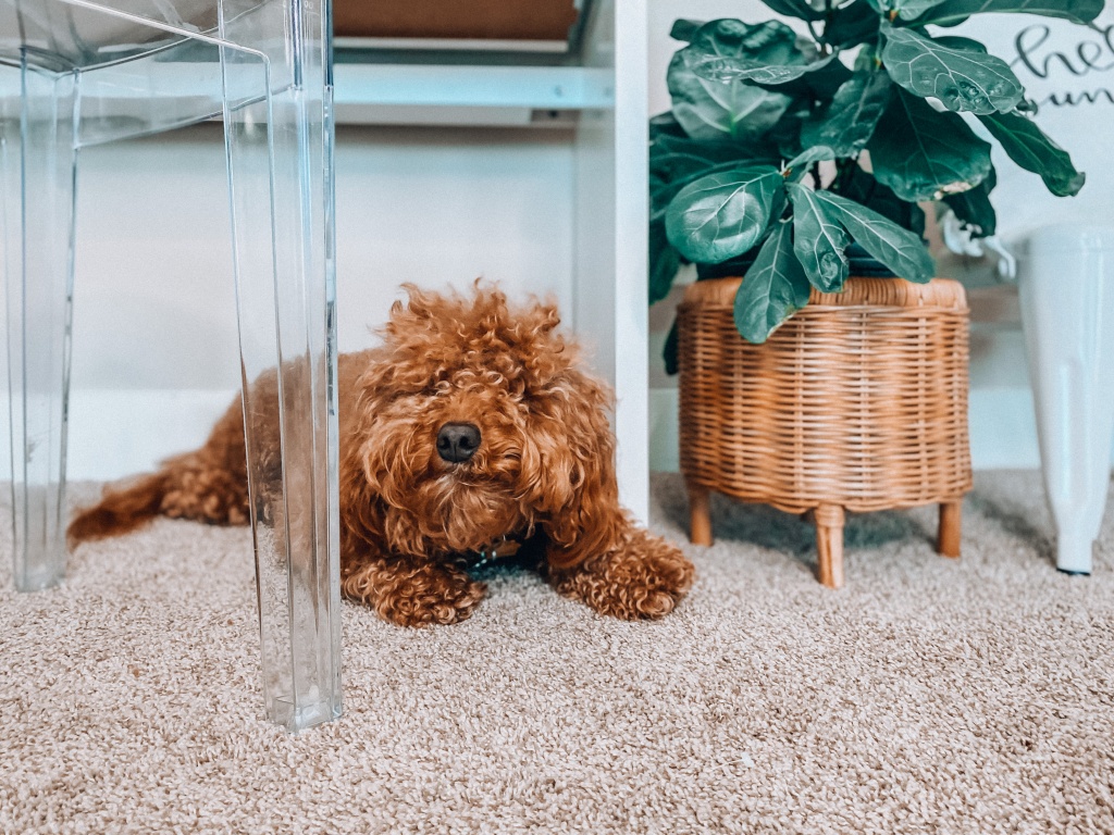 Home Office | GoDaddy LinkedIn Community Chat | Hi Lovely 